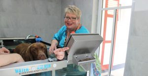 Kleintierpraxis Physiotherapie in Beselich Akupunktur und ganzheitliche Tiermedizin